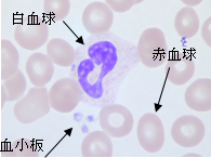 血液の中にある細胞